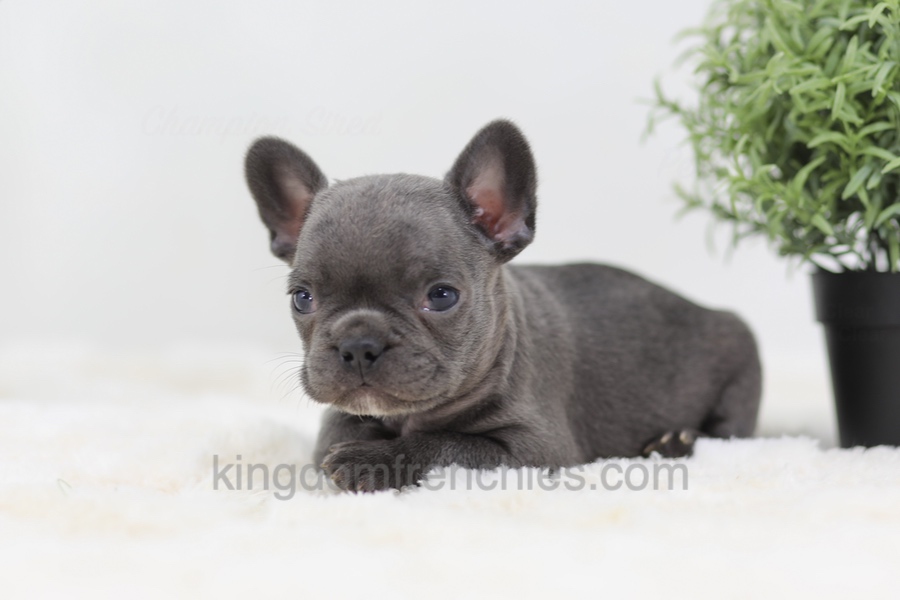 Baxter Image of Baxter, a French Bulldog puppy