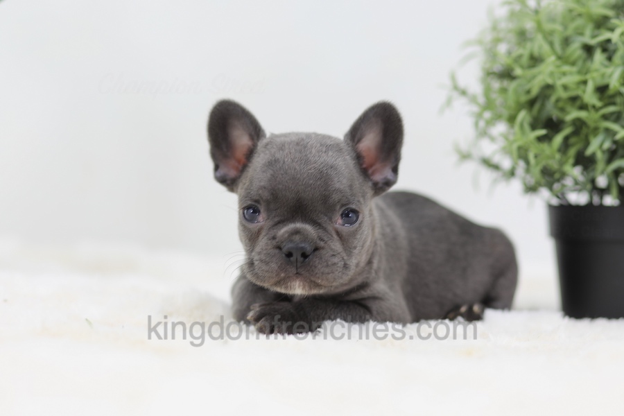 Baxter Image of Baxter, a French Bulldog puppy