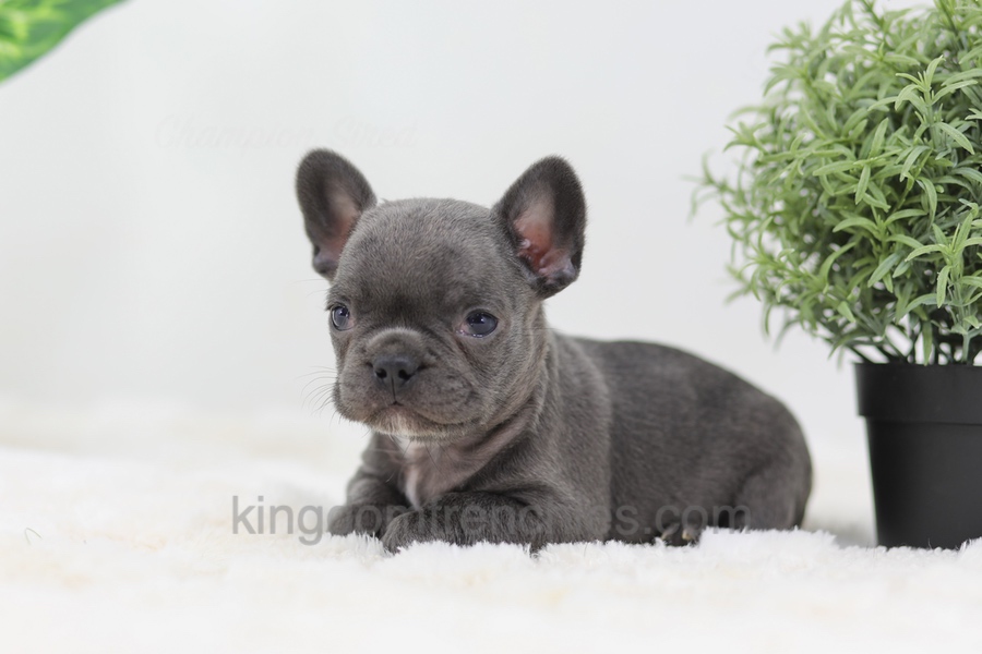 Baxter Image of Baxter, a French Bulldog puppy