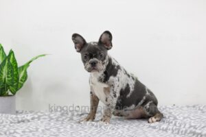 Image of Cody, a French Bulldog puppy
