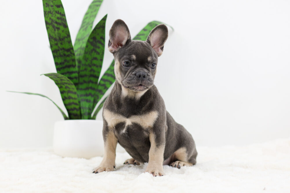 Asher Image of Asher, a French Bulldog puppy