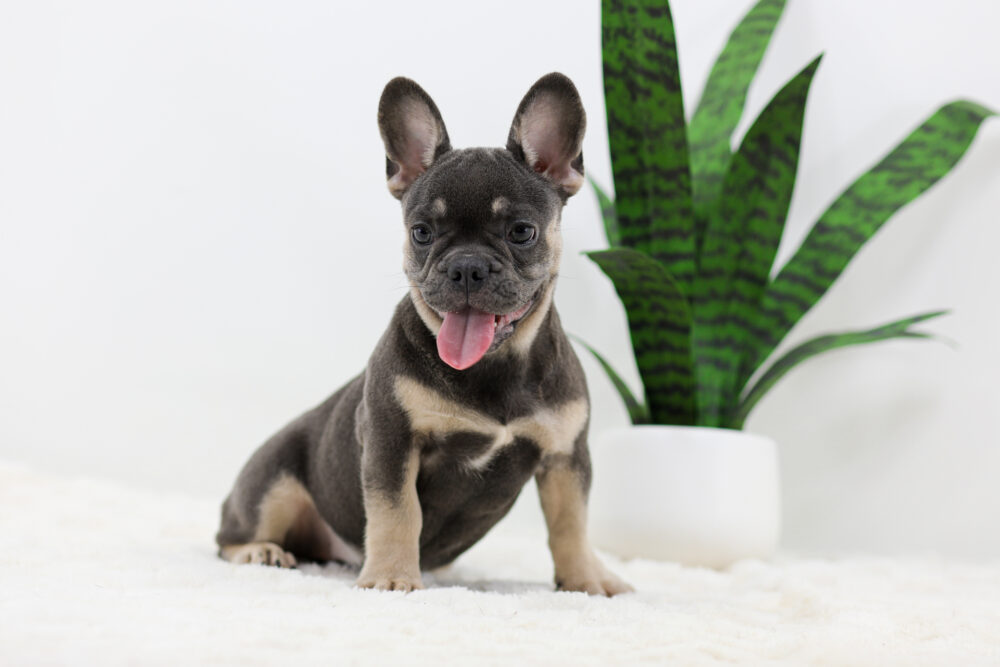 Asher Image of Asher, a French Bulldog puppy