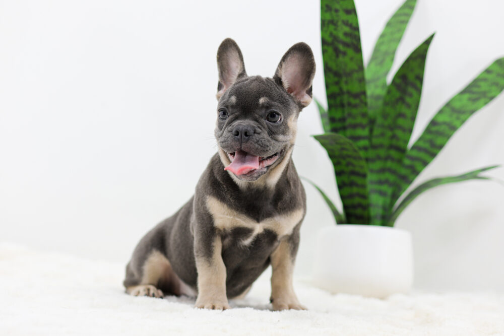 Asher Image of Asher, a French Bulldog puppy