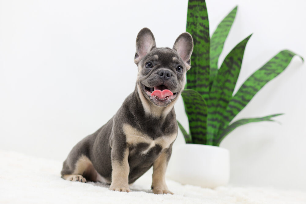 Asher Image of Asher, a French Bulldog puppy