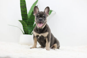 Image of Asher, a French Bulldog puppy