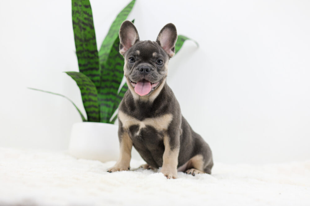 Asher Image of Asher, a French Bulldog puppy
