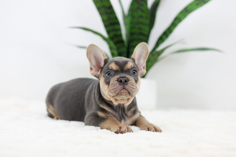 Simba Image of Simba, a French Bulldog puppy