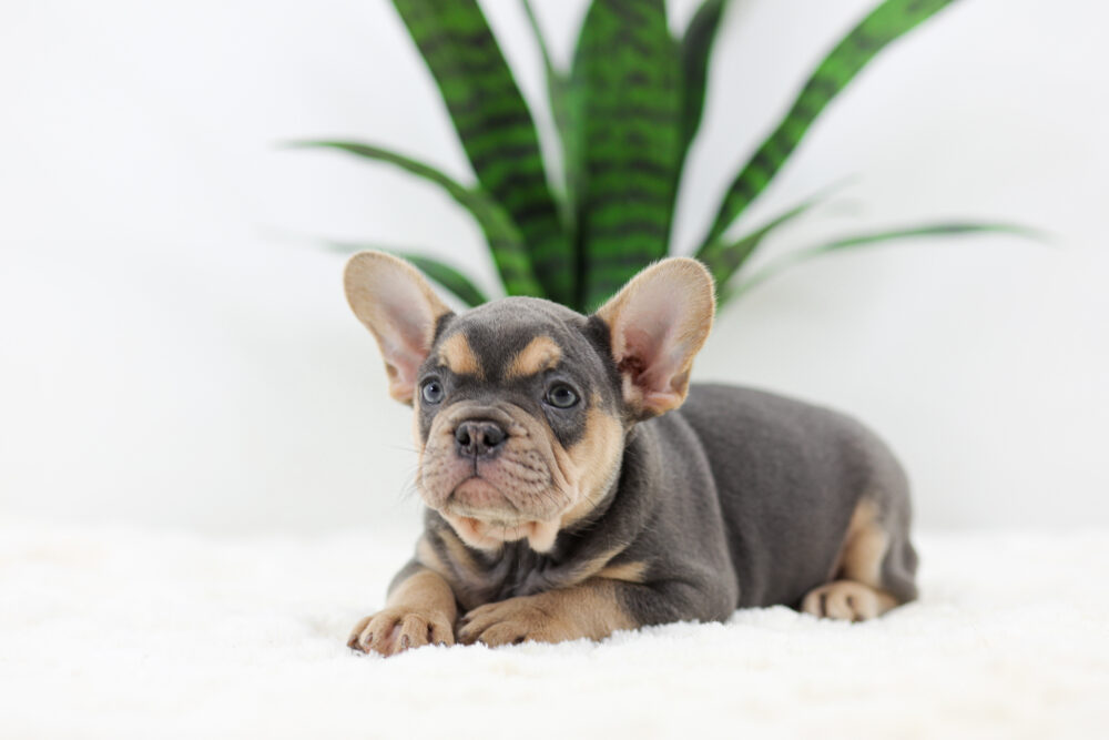 Simba Image of Simba, a French Bulldog puppy