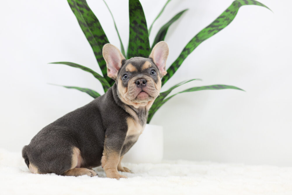 Simba Image of Simba, a French Bulldog puppy