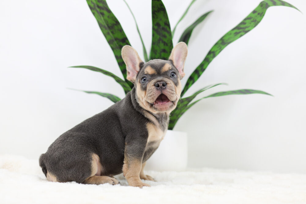 Simba Image of Simba, a French Bulldog puppy