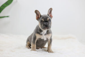 Image of Sky, a French Bulldog puppy