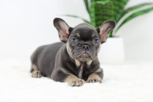 Image of Sugar, a French Bulldog puppy