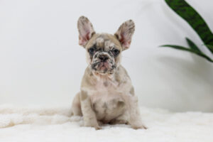 Image of Tori, a French Bulldog puppy