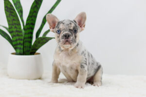 Image of Travis, a French Bulldog puppy