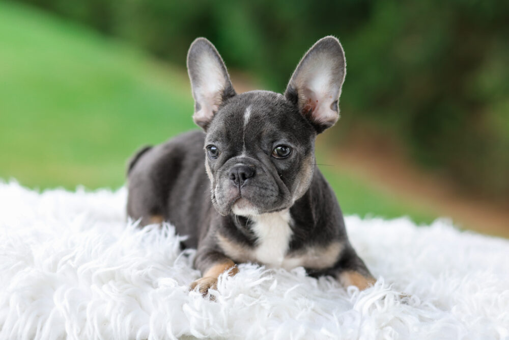 Wendy Image of Wendy, a French Bulldog puppy