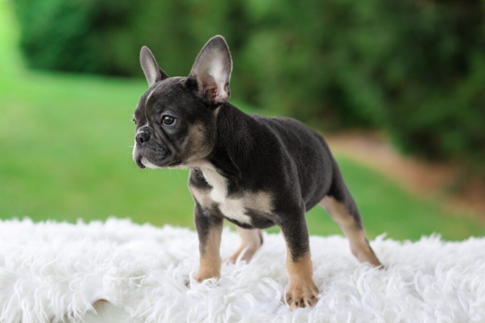 Wendy Image of Wendy, a French Bulldog puppy