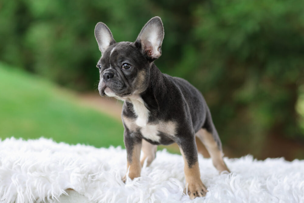 Wendy Image of Wendy, a French Bulldog puppy