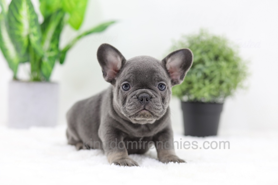 Earl Image of Earl, a French Bulldog puppy