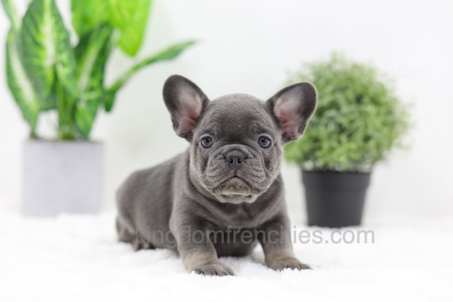 Earl Image of Earl, a French Bulldog puppy