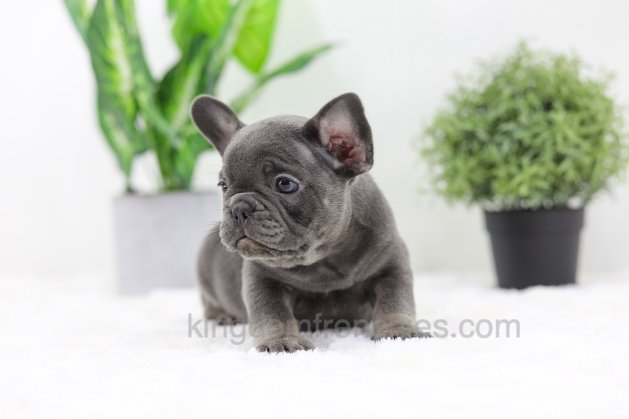 Earl Image of Earl, a French Bulldog puppy