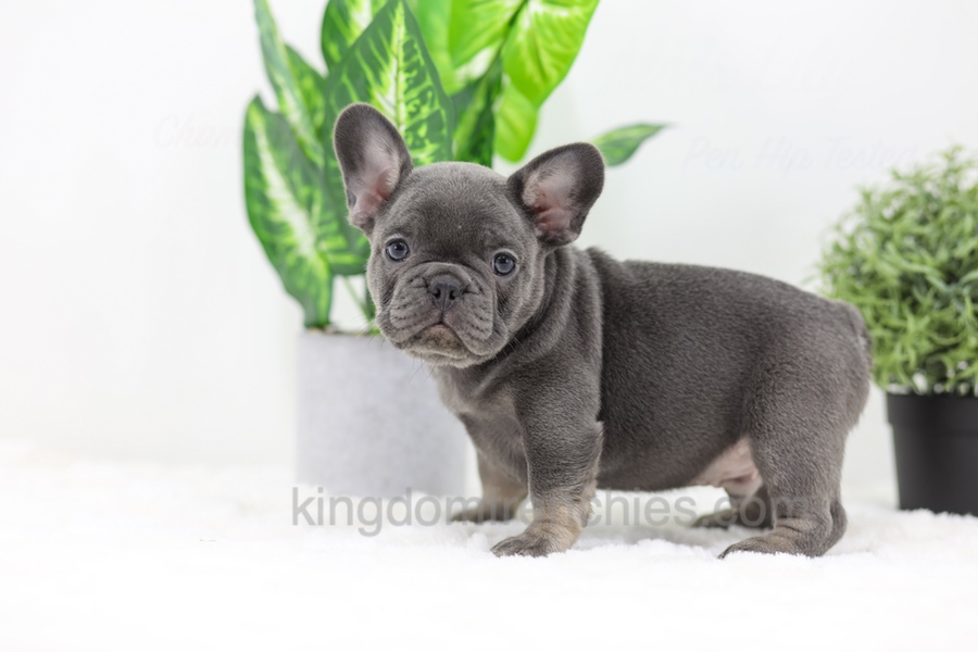 Earl Image of Earl, a French Bulldog puppy