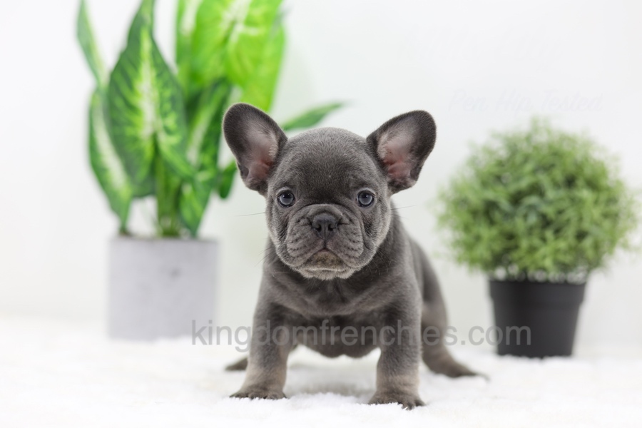 Earl Image of Earl, a French Bulldog puppy