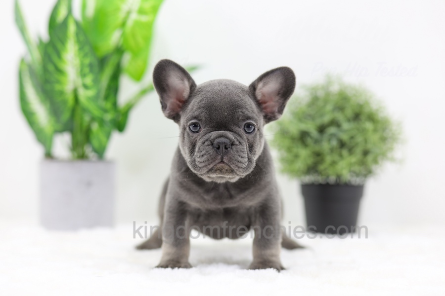Earl Image of Earl, a French Bulldog puppy