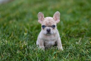 Image of Falcon, a French Bulldog puppy