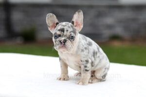 Image of Fern, a French Bulldog puppy