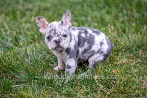 Image of Fifi, a French Bulldog puppy
