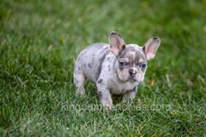 Image of Frost, a French Bulldog puppy