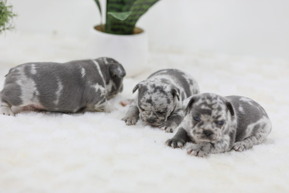 Raleigh x Lucie - Blue Merle male Image of Raleigh x Lucie - Blue Merle male, a French Bulldog puppy