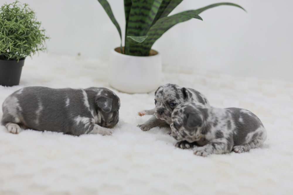 Raleigh x Lucie - Blue Merle male Image of Raleigh x Lucie - Blue Merle male, a French Bulldog puppy