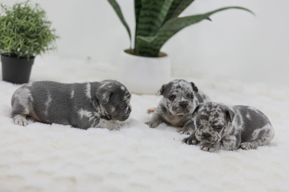 Raleigh x Lucie - Blue Merle male Image of Raleigh x Lucie - Blue Merle male, a French Bulldog puppy