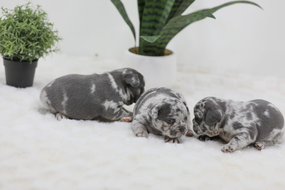 Raleigh x Lucie - Blue Merle male Image of Raleigh x Lucie - Blue Merle male, a French Bulldog puppy