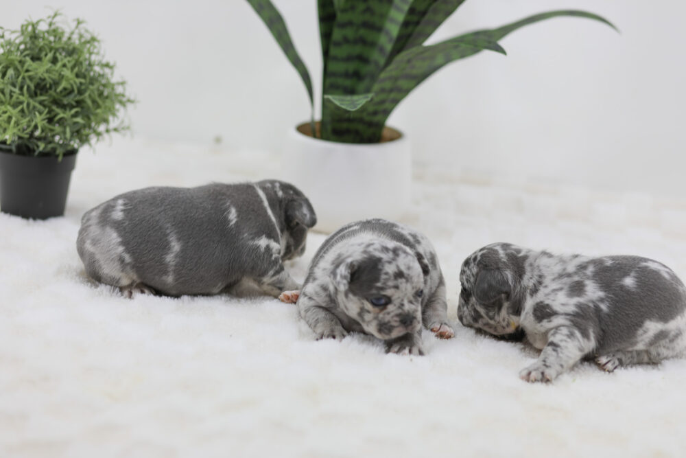 Raleigh x Lucie - Blue Merle male Image of Raleigh x Lucie - Blue Merle male, a French Bulldog puppy