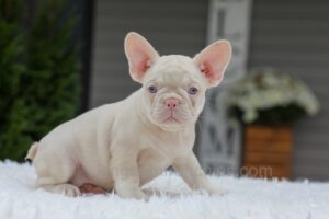 Image of Queen, a French Bulldog puppy