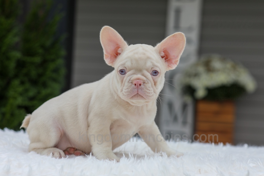 Queen Image of Queen, a French Bulldog puppy