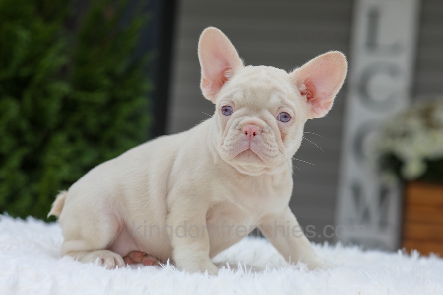 Queen Image of Queen, a French Bulldog puppy