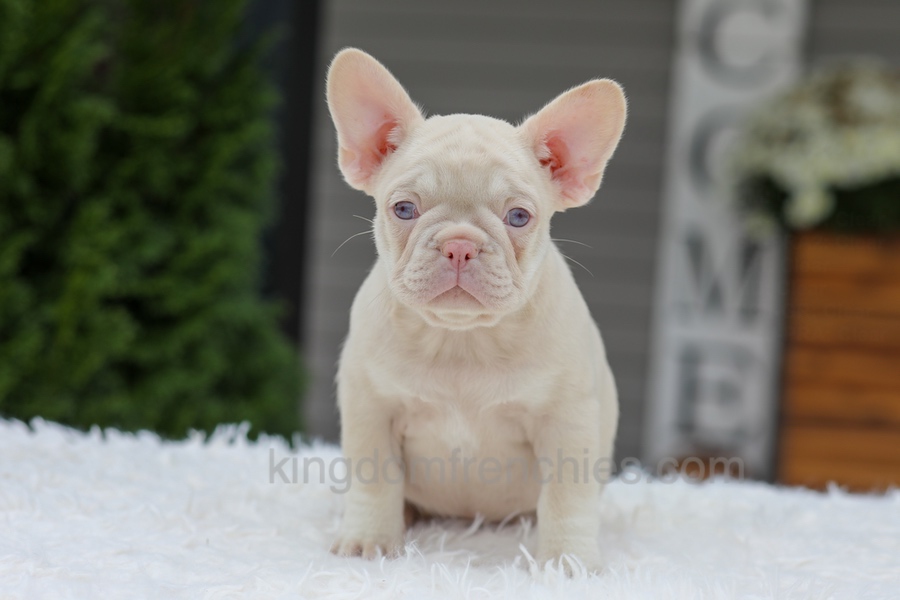 Queen Image of Queen, a French Bulldog puppy