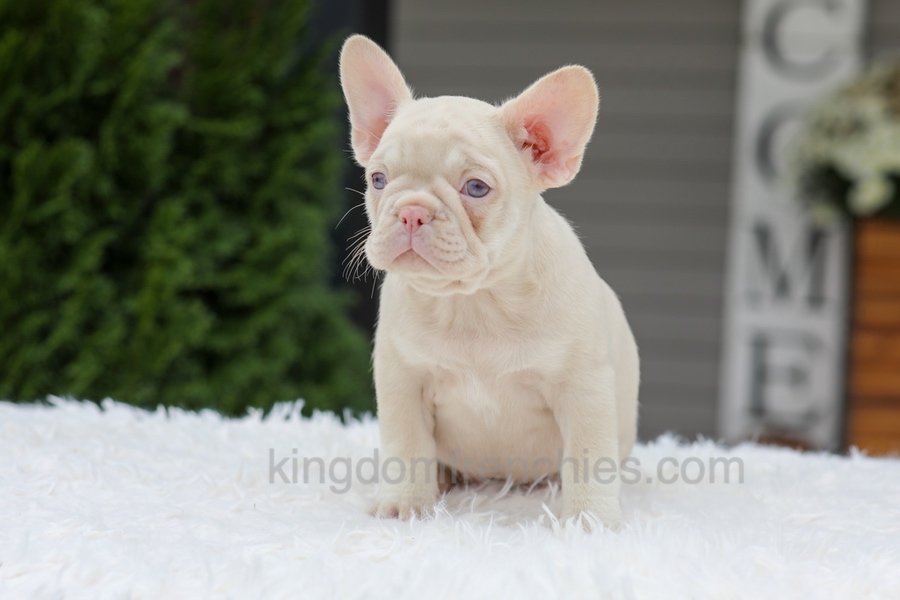 Queen Image of Queen, a French Bulldog puppy
