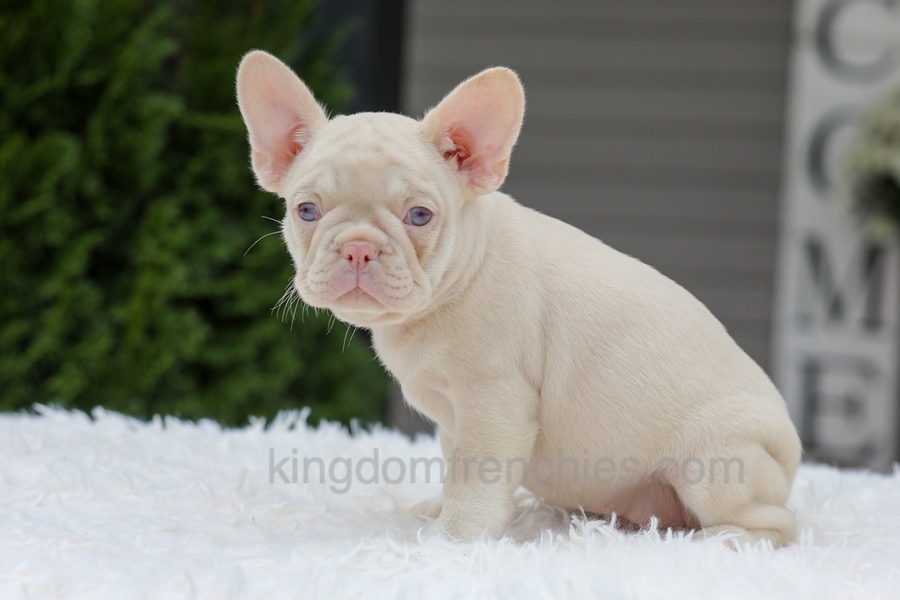 Queen Image of Queen, a French Bulldog puppy