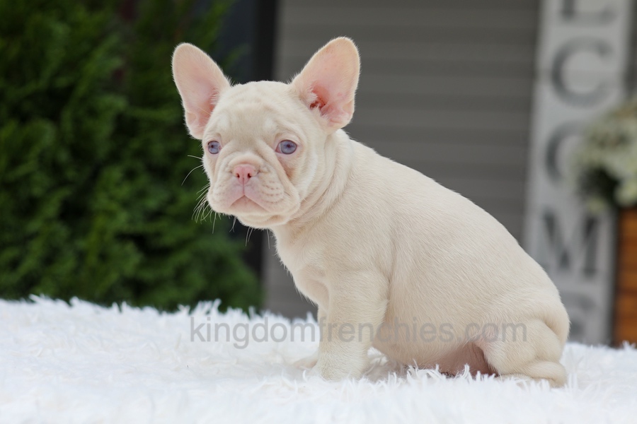 Queen Image of Queen, a French Bulldog puppy