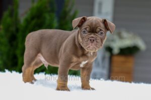 Image of Quest, a French Bulldog puppy