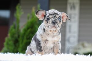 Image of Quiana, a French Bulldog puppy