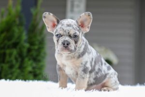 Image of Quinton, a French Bulldog puppy