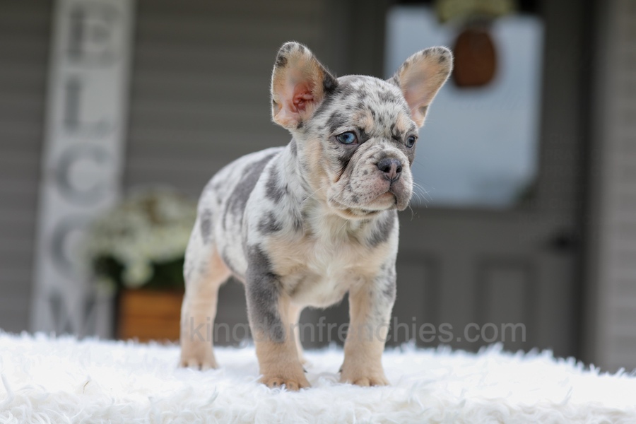Quinton Image of Quinton, a French Bulldog puppy