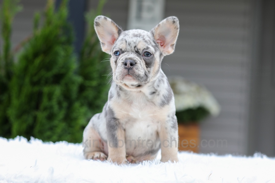 Quinton Image of Quinton, a French Bulldog puppy