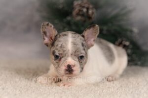 Image of Alice, a French Bulldog puppy