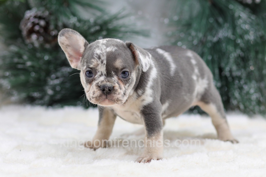 Florence Image of Florence, a French Bulldog puppy